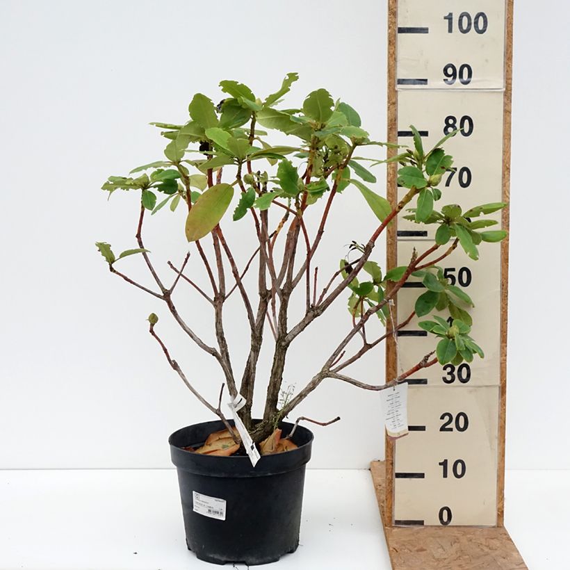 Spécimen de Rhododendron Germania - Grand Rhododendron Pot de 7,5L/10L tel que livré en automne