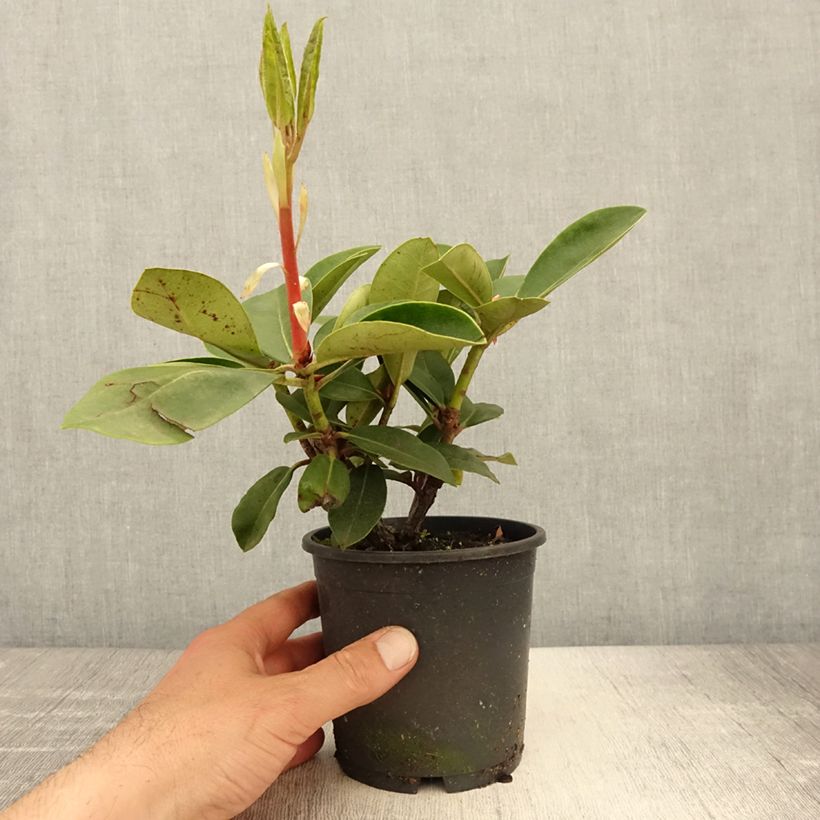 Example of Rhododendron Gomer Waterer Pot de 12 cm / 13 cm as you get in printemps