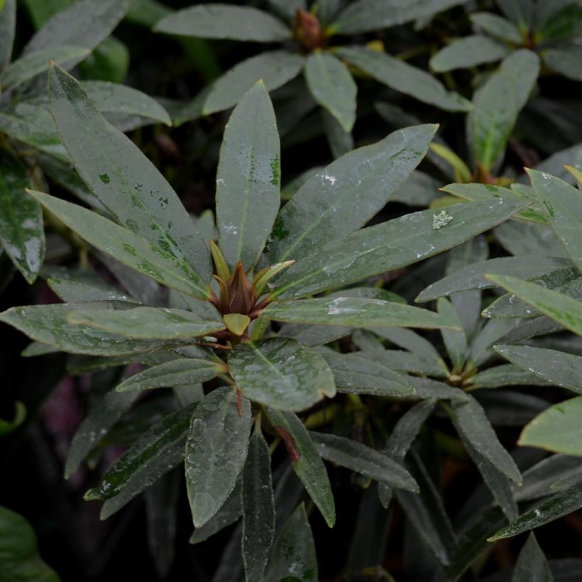 Rhododendron Graziella - Grand Rhododendron (Foliage)