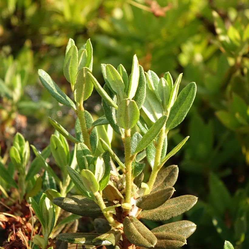 Rhododendron Gristede (Foliage)