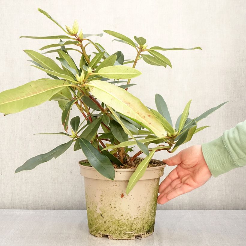 Example of Rhododendron Halopeanum - Grand rhododendron Pot de 4L/5L as you get in hiver