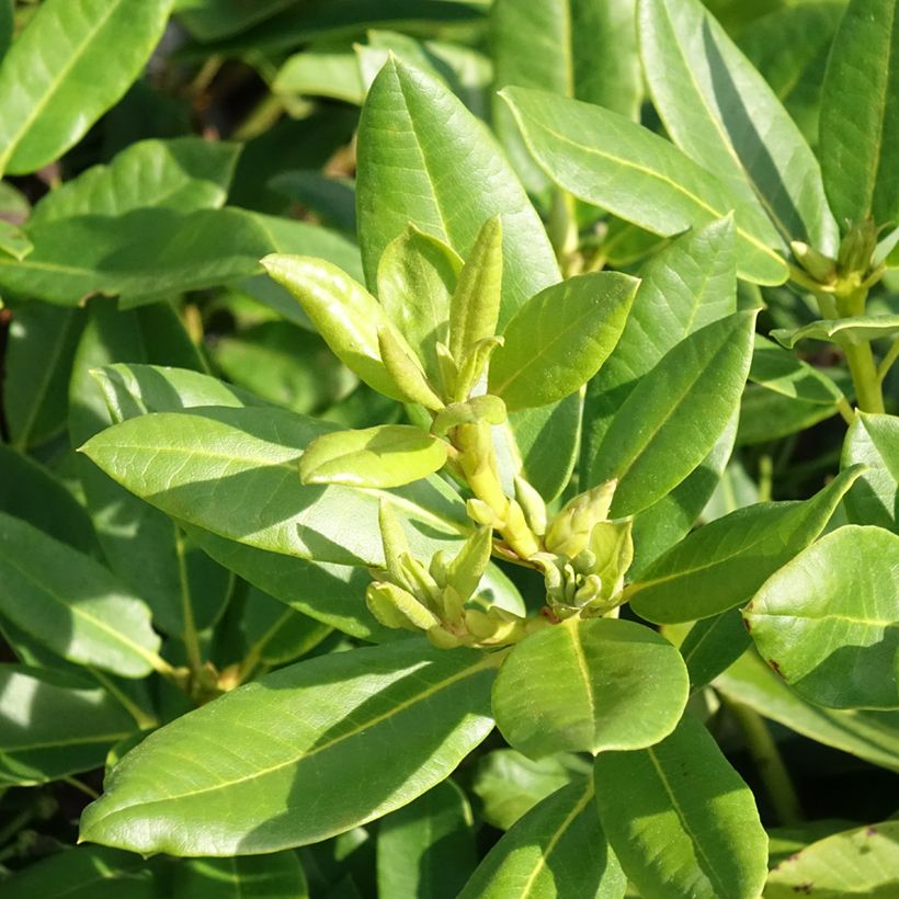 Rhododendron hybride Easydendron INKARHO Belkanto (Foliage)