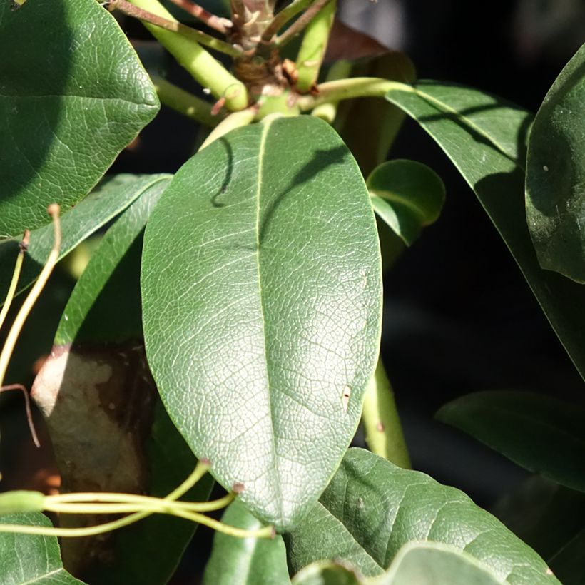Rhododendron hybride Easydendron INKARHO Grandiflorum (Foliage)