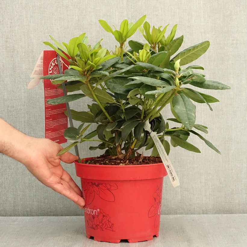Spécimen de Rhododendron hybride Easydendron INKARHO Grandiflorum Pot de 4L/5L tel que livré en été