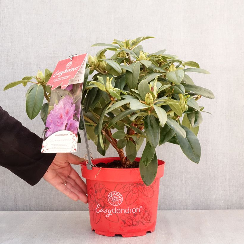 Example of Rhododendron hybride Easydendron INKARHO Grandiflorum Pot de 4L/5L as you get in printemps