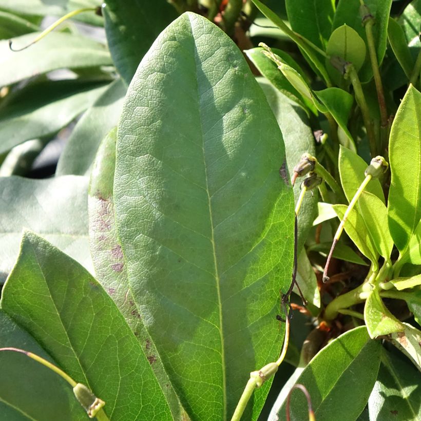 Rhododendron hybride Easydendron INKARHO Orakel (Foliage)