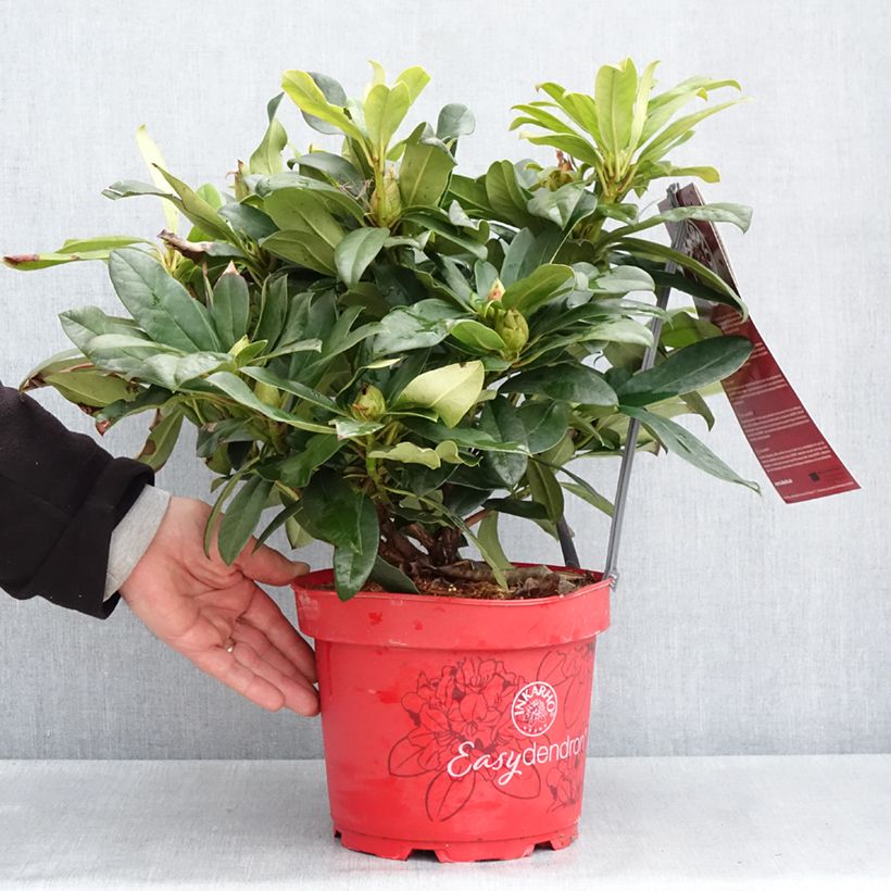 Example of Rhododendron hybride Easydendron INKARHO Orakel Pot de 7,5L/10L as you get in printemps