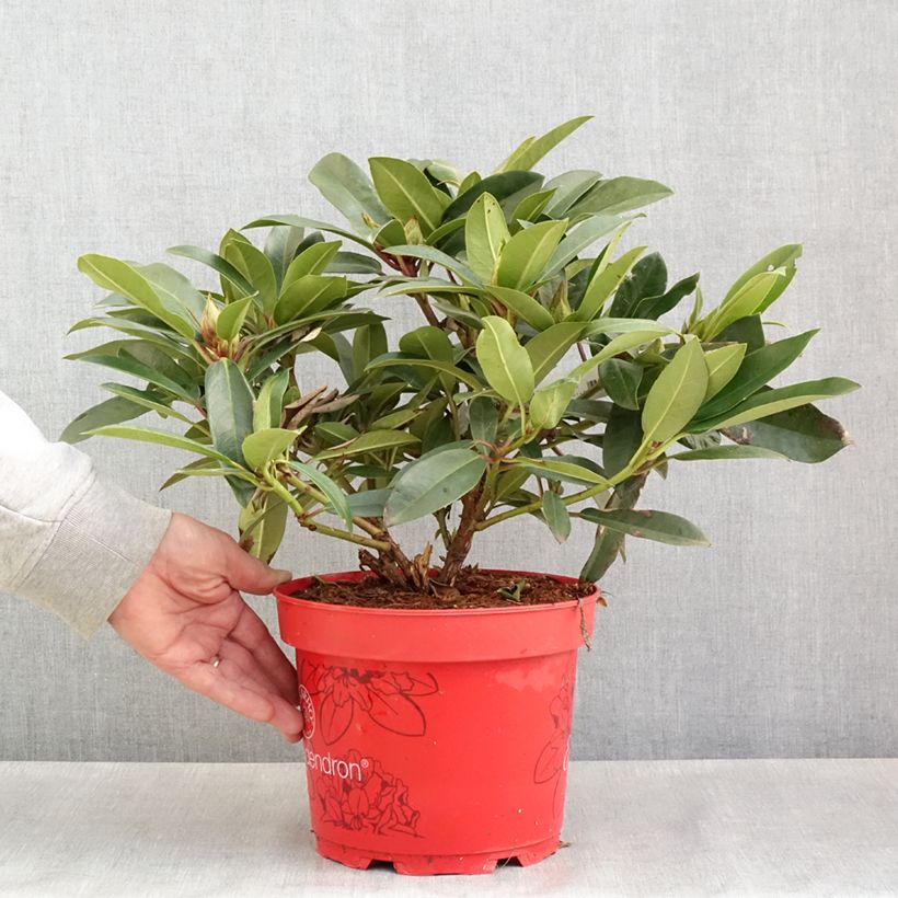 Spécimen de Rhododendron hybride Easydendron INKARHO Pfauenauge Pot de 4L/5L tel que livré au printemps