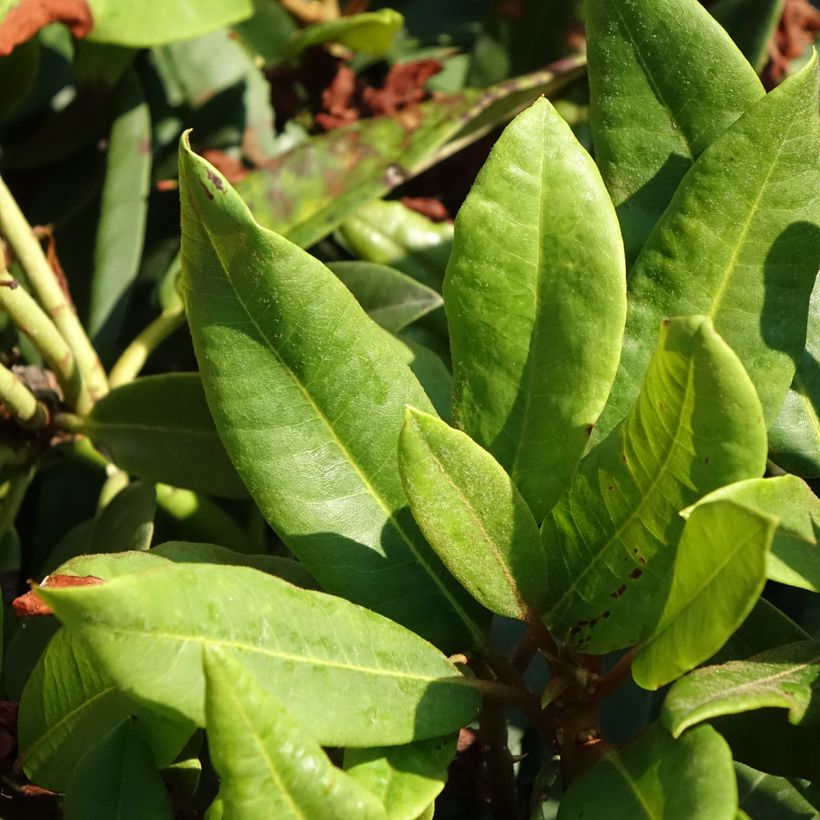 Rhododendron hybride Easydendron INKARHO Rabatz (Feuillage)