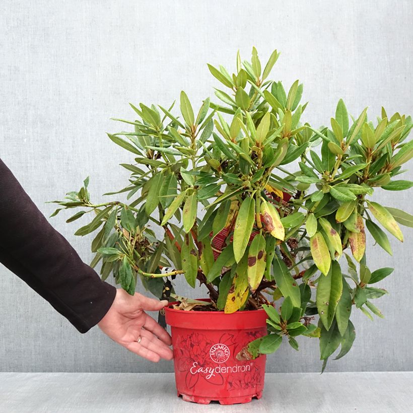 Spécimen de Rhododendron hybride Easydendron INKARHO Rabatz Pot de 4L/5L tel que livré en automne