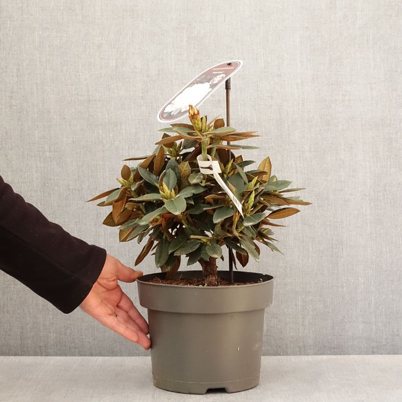 Spécimen de Rhododendron hybride Easydendron INKARHO Rusty Dane Pot de 4L/5L tel que livré au printemps