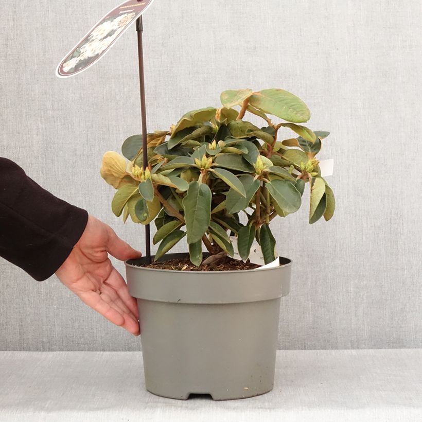 Spécimen de Rhododendron hybride Easydendron INKARHO Special Dane Pot de 4L/5L tel que livré en hiver