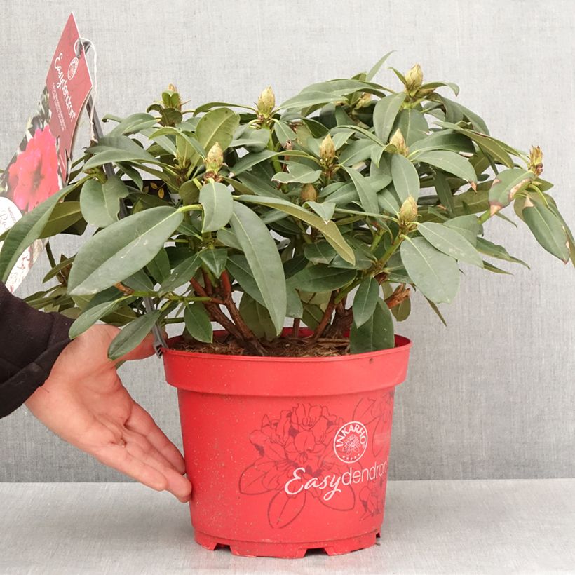 Spécimen de Rhododendron hybride Inkarho Diderk Pot de 4L/5L tel que livré au printemps