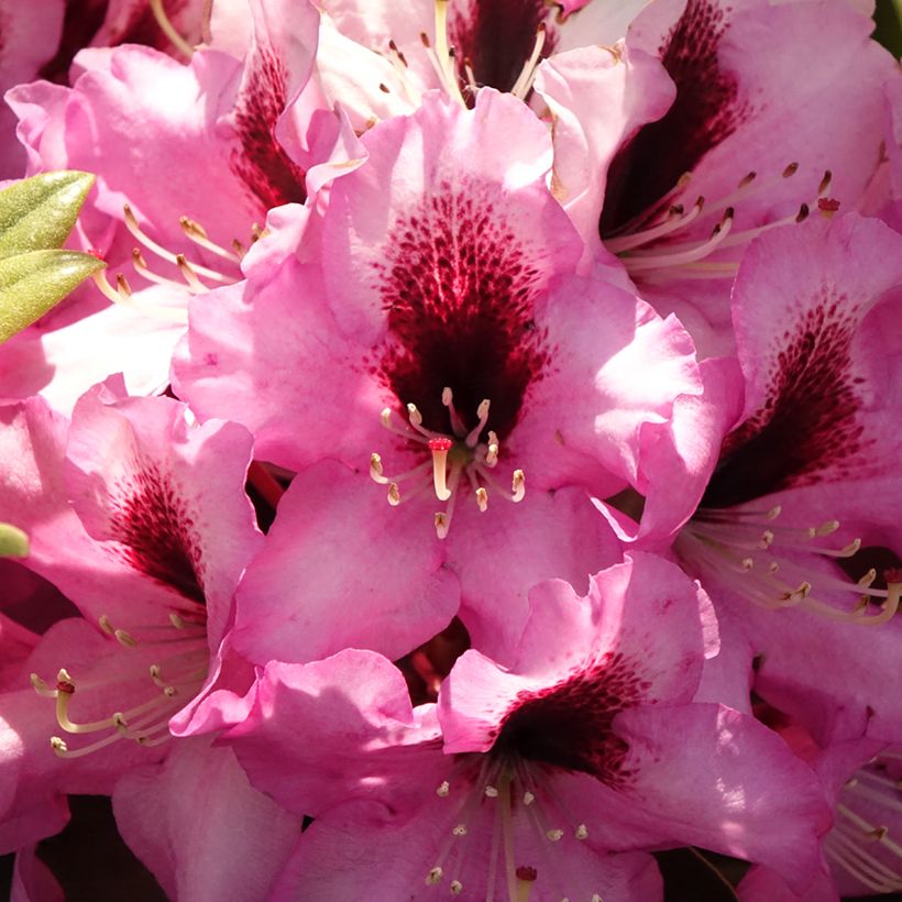 Rhododendron hybride Raphaela (Floraison)
