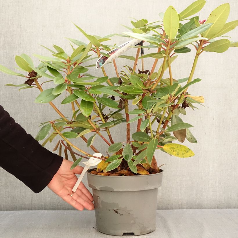 Spécimen de Rhododendron hybride Raphaela Pot de 4L/5L tel que livré en automne