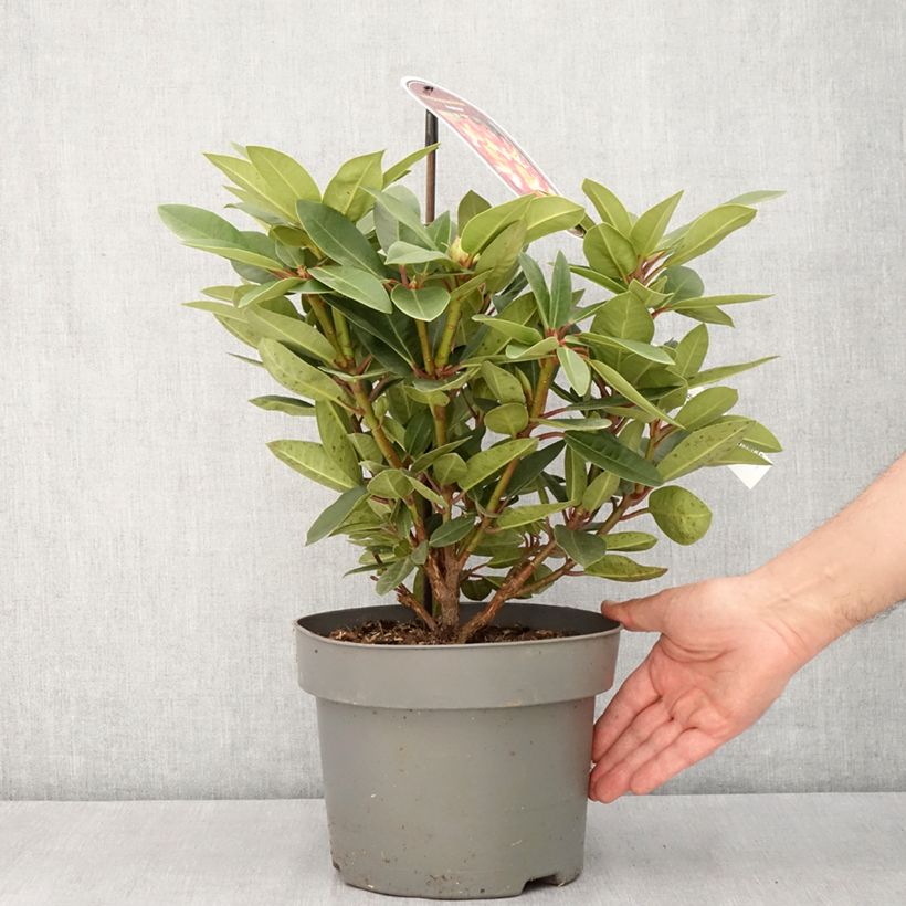 Spécimen de Rhododendron hybride Raphaela Pot de 4L/5L tel que livré au printemps