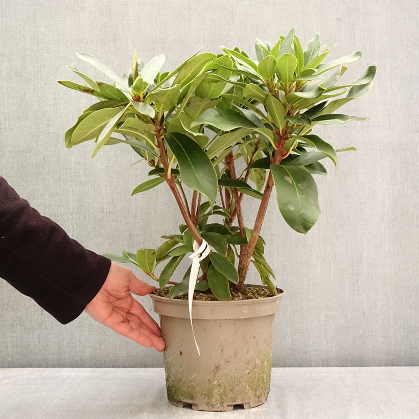 Spécimen de Rhododendron hybride Rwain Pot de 4L/5L tel que livré au printemps