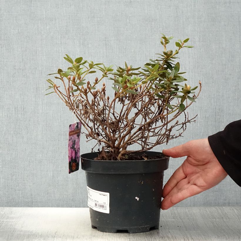 Spécimen de Rhododendron impeditum Ramapo Pot de 2L/3L tel que livré au printemps