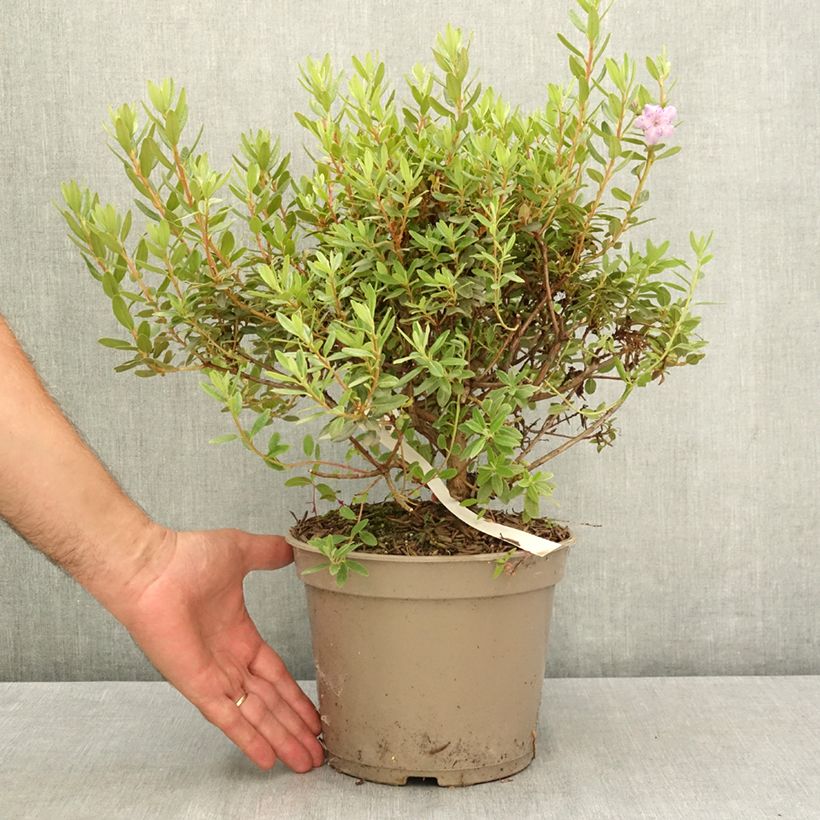 Spécimen de Rhododendron impeditum Select - Rhododendron nain Pot de 4L/5L tel que livré en été