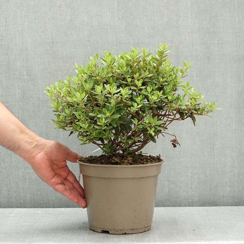 Spécimen de Rhododendron impeditum Select - Rhododendron nain Pot de 4L/5L tel que livré au printemps