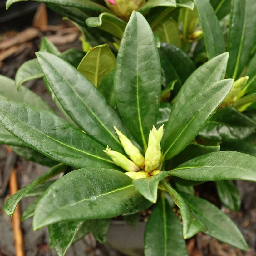Rhododendron Inkarho Brigitte (Foliage)