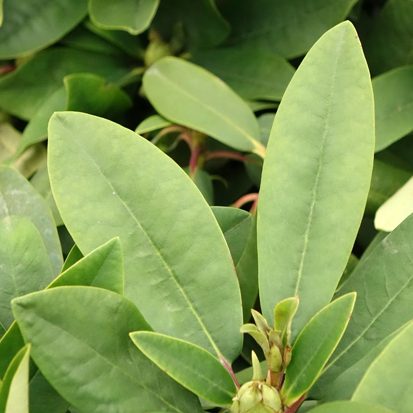 Rhododendron Inkarho Happydendron Pushy Purple (Foliage)