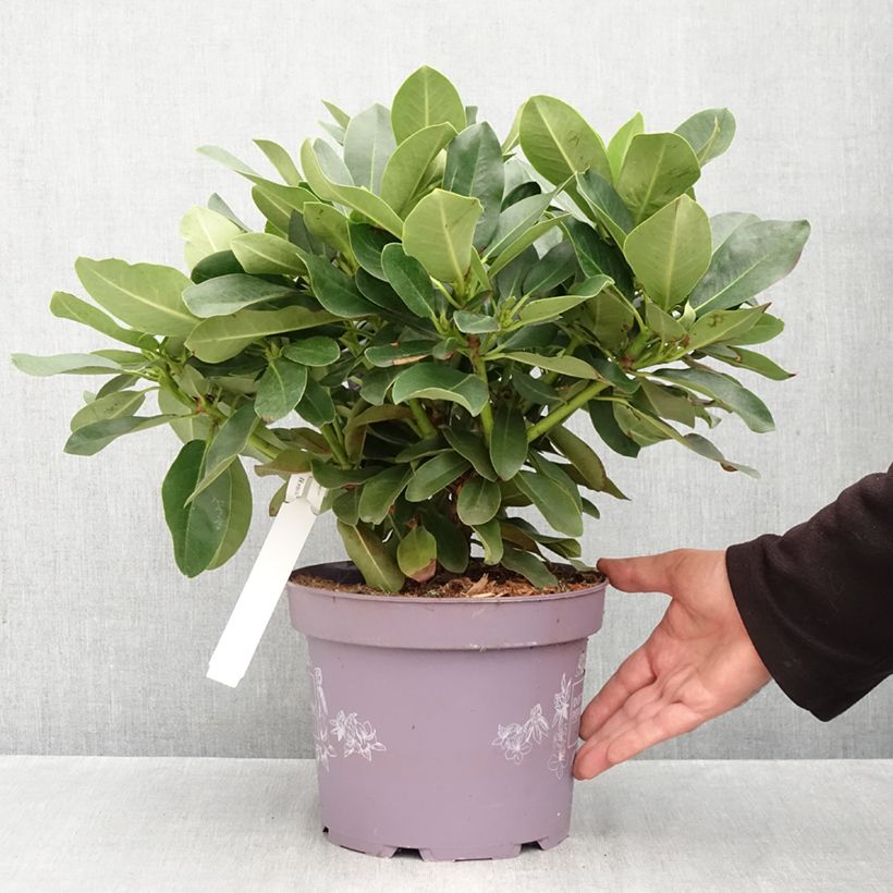 Spécimen de Rhododendron Inkarho Lila Dufthecke Pot de 4L/5L tel que livré en automne