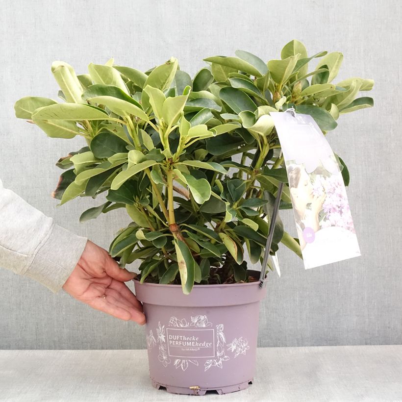 Example of Rhododendron Inkarho Lila Dufthecke Pot de 4L/5L as you get in printemps