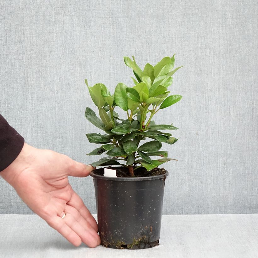 Spécimen de Rhododendron Inkarho  Nova Zembla Pot de 12 cm / 13 cm tel que livré en automne