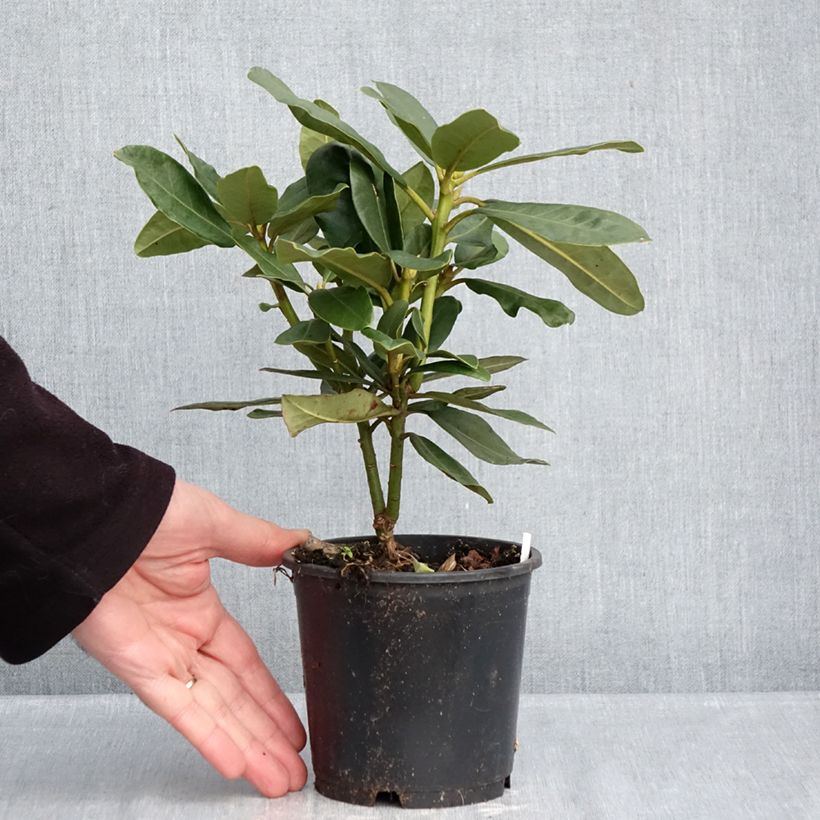 Spécimen de Rhododendron Inkarho  Nova Zembla Pot de 12 cm / 13 cm tel que livré en hiver
