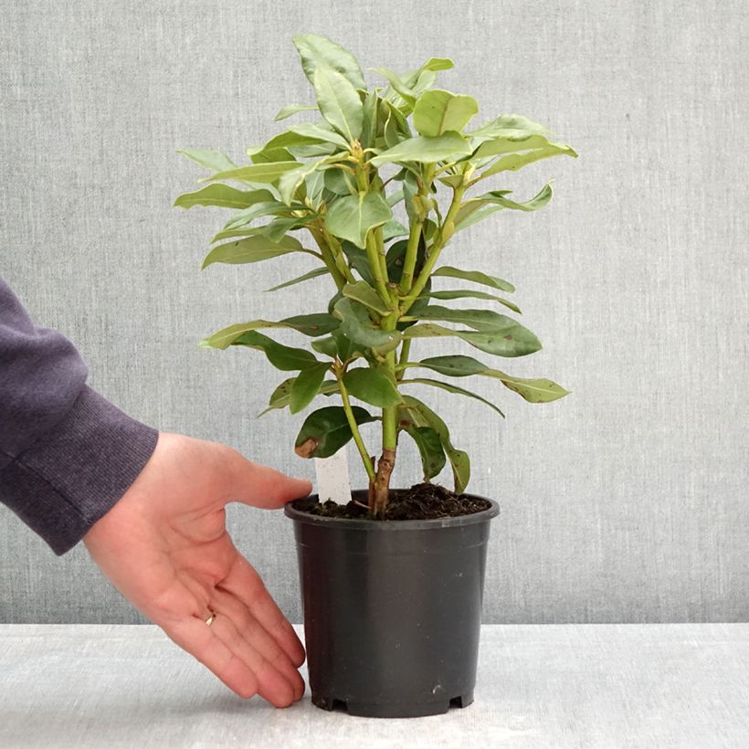 Spécimen de Rhododendron Inkarho  Nova Zembla Pot de 12 cm / 13 cm tel que livré au printemps