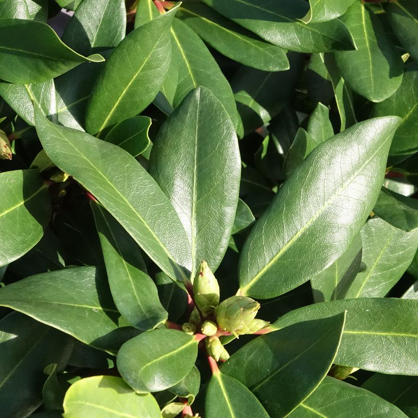 Rhododendron Inkarho Weiße Dufthecke (Feuillage)