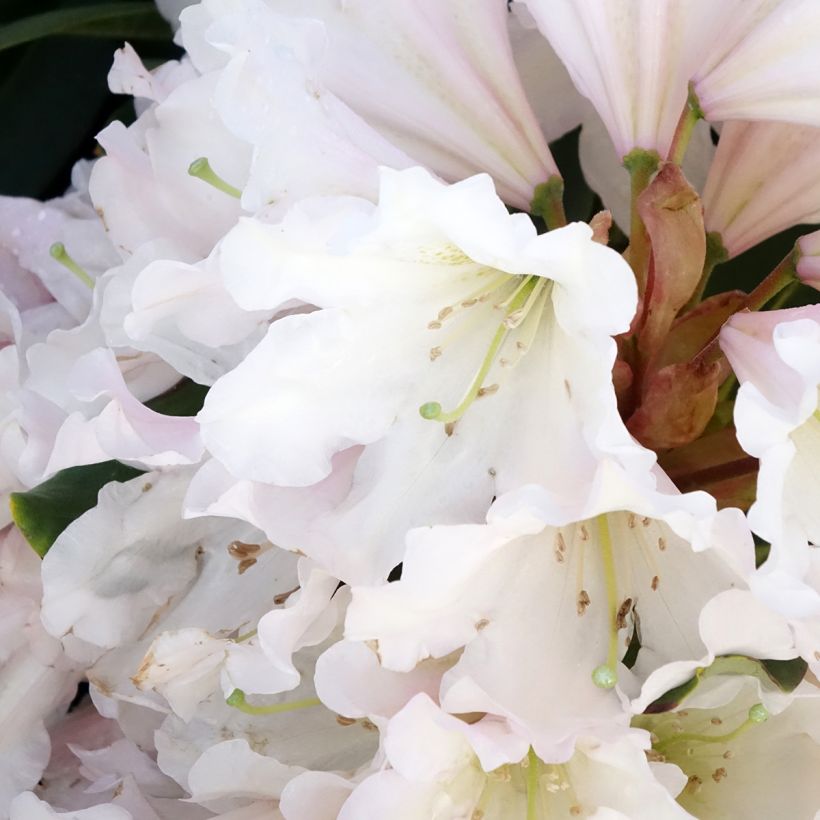 Rhododendron Inkarho Weiße Dufthecke (Floraison)