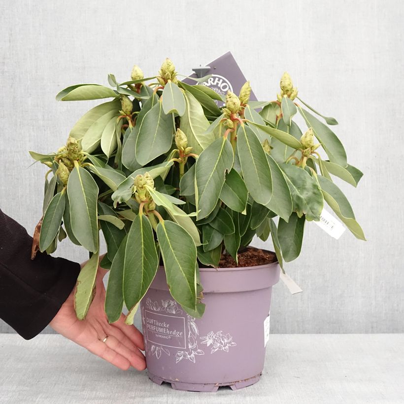 Example of Rhododendron Inkarho Weiße Dufthecke Pot de 4L/5L as you get in hiver