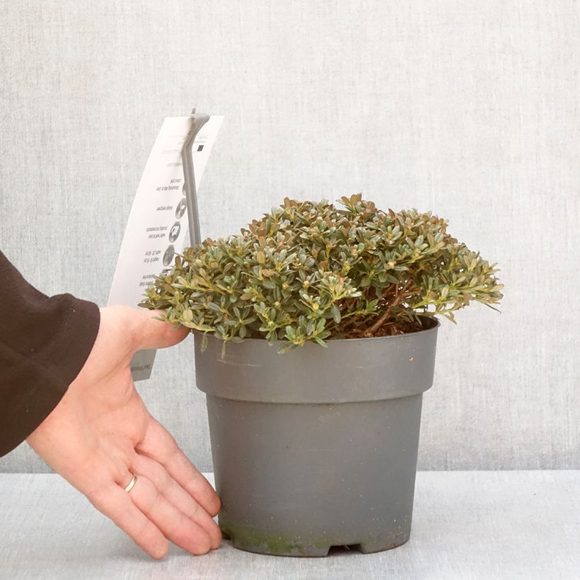 Example of Rhododendron keleticum - Rhododendron nain Pot de 2L/3L as you get in hiver