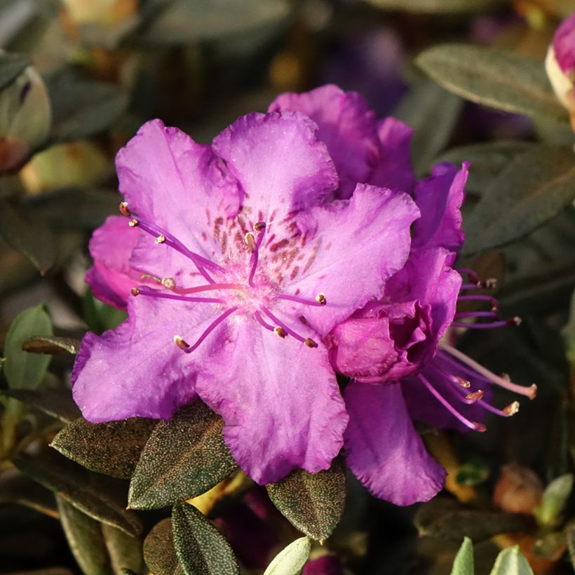 Rhododendron Lilly Bell Magic - Rhododendron nain (Flowering)