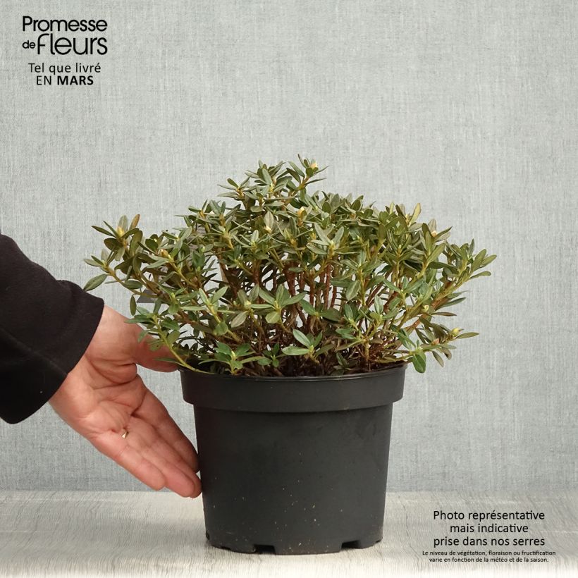 Example of Rhododendron Lilly Bell Magic - Rhododendron nain Pot de 3L/4L as you get in printemps