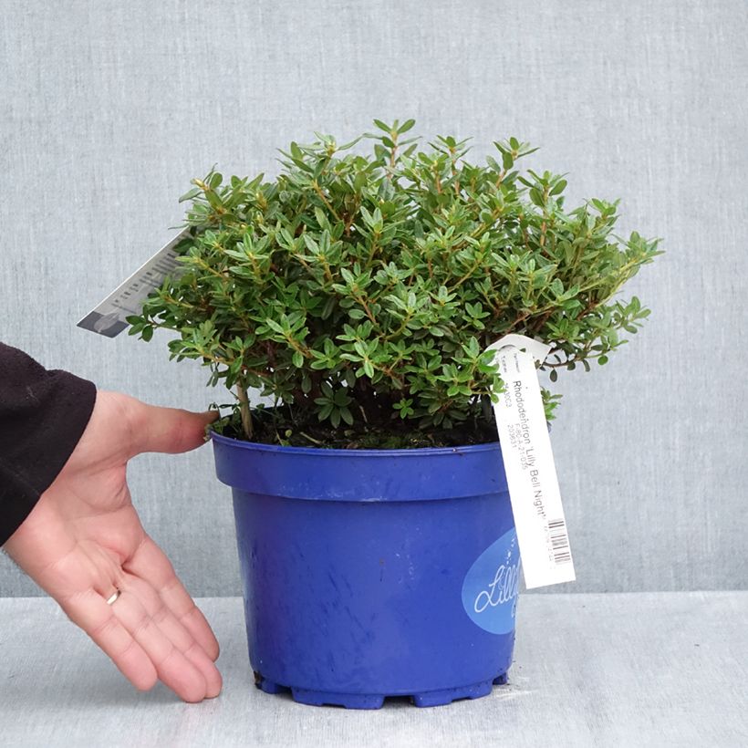 Spécimen de Rhododendron Lilly Bell  Night - Rhododendron nain Pot de 3L/4L tel que livré en automne