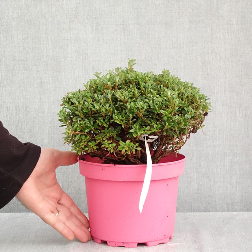 Spécimen de Rhododendron Lilly Bell Pearl - Rhododendron nain Pot de 3L/4L tel que livré en automne