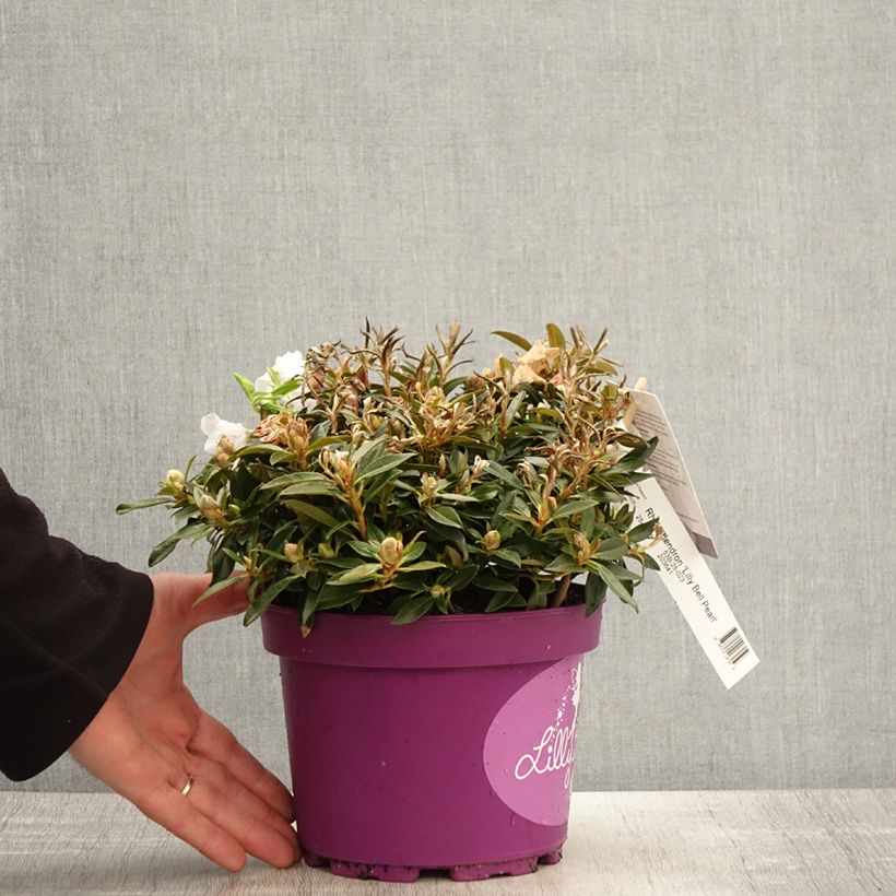 Example of Rhododendron Lilly Bell Pearl - Rhododendron nain Pot de 3L/4L as you get in printemps