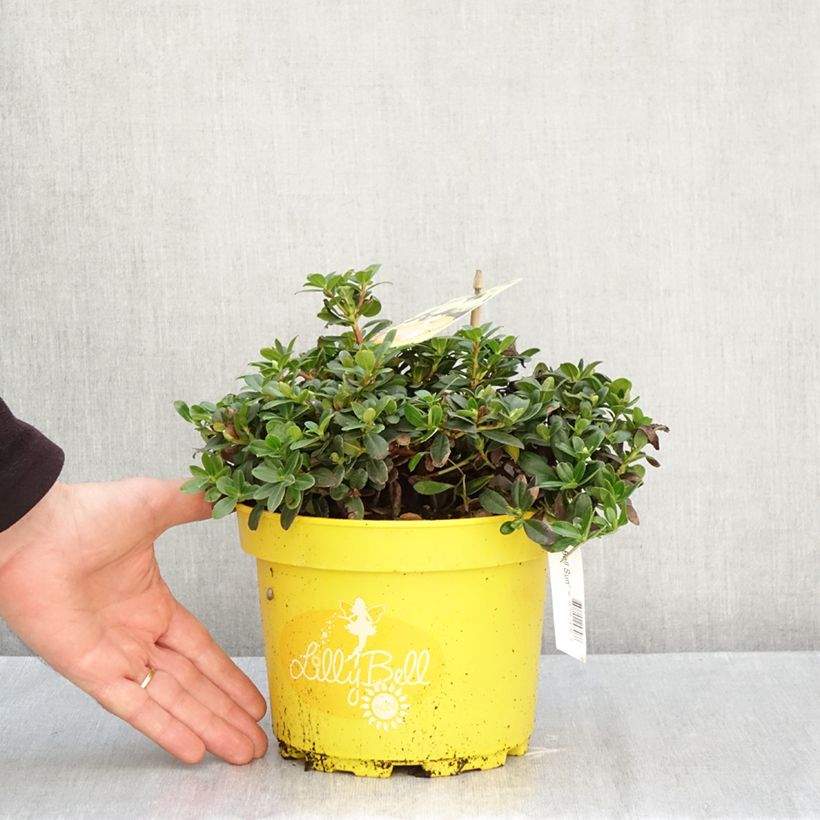 Spécimen de Rhododendron Lilly Bell Sun - Rhododendron nain Pot de 3L/4L tel que livré en automne