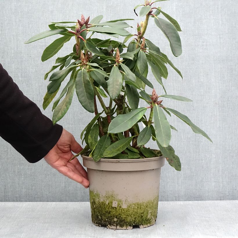 Example of Rhododendron loderi King George Pot de 4L/5L as you get in printemps