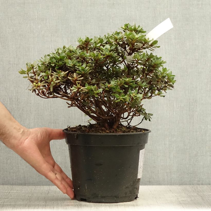 Spécimen de Rhododendron nain Azurika Pot de 2L/3L tel que livré en été