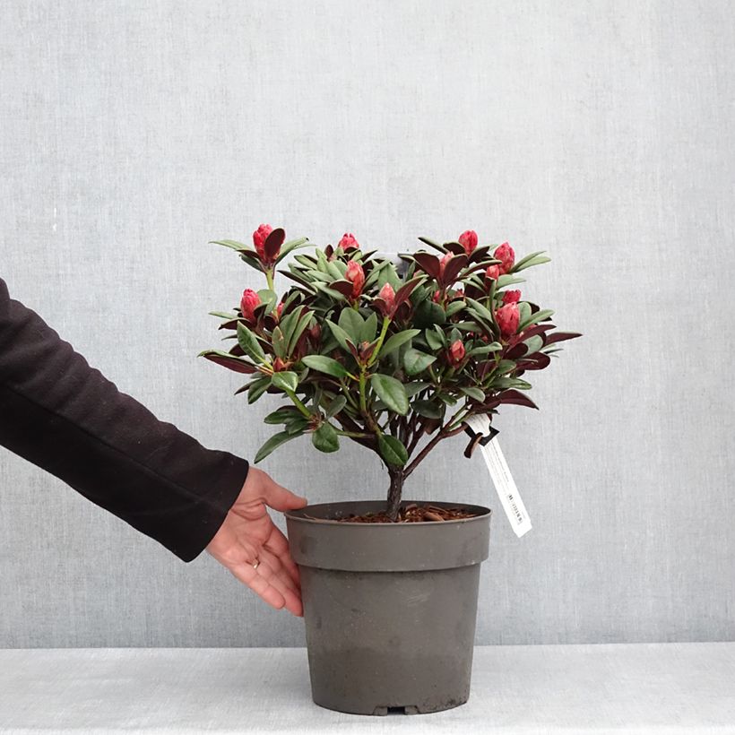 Spécimen de Rhododendron neriiflorum Burletta Pot de 6L/7L tel que livré au printemps