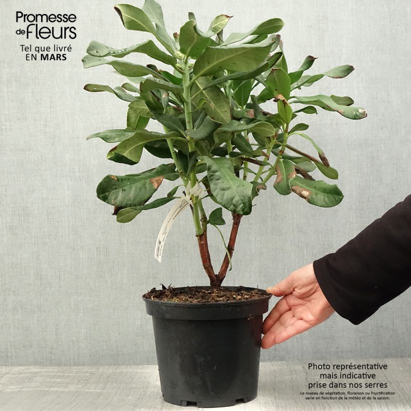 Example of Rhododendron Polar Bear Pot de 4L/5L as you get in printemps