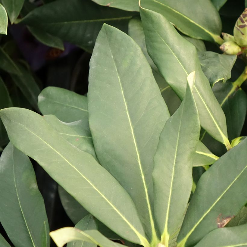 Rhododendron Polar Bear (Foliage)