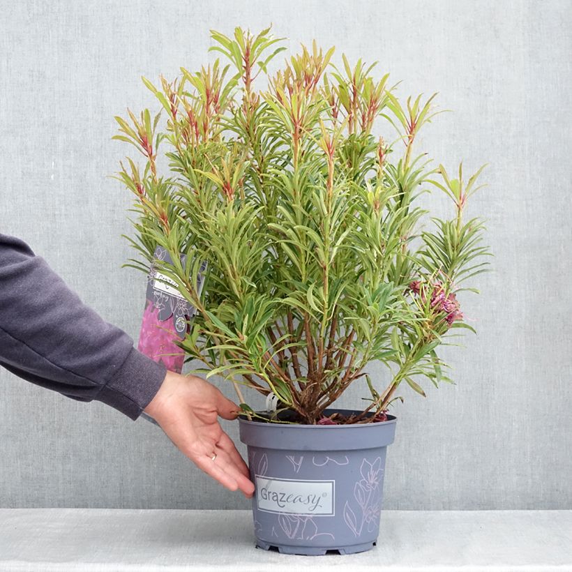 Example of Rhododendron ponticum Grazeasy Dark Pink Pot de 4L/5L as you get in printemps