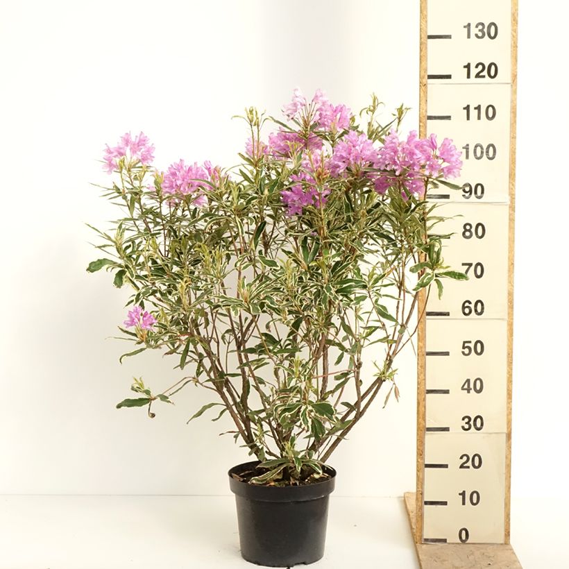 Spécimen de Rhododendron ponticum Variegatum - Grand Rhododendron Pot de 7,5L/10L tel que livré au printemps