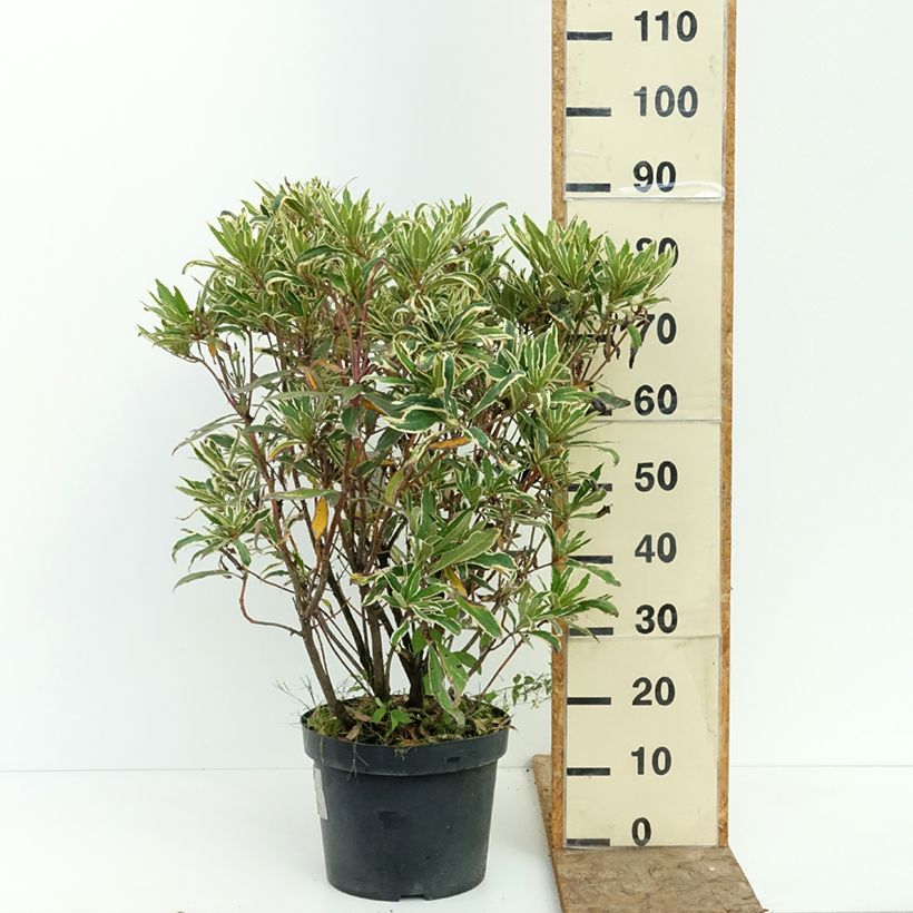 Spécimen de Rhododendron ponticum Variegatum - Grand Rhododendron Pot de 7,5L/10L tel que livré en été