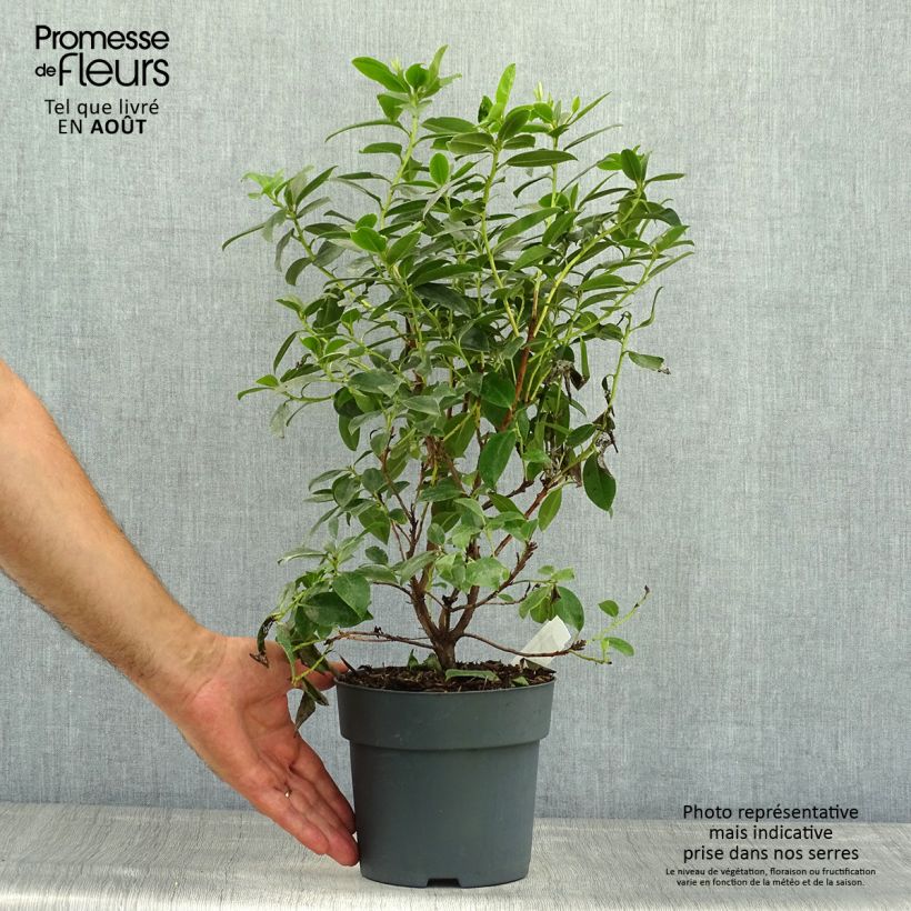 Spécimen de Rhododendron Praecox - Rhododendron nain Pot de 2L/3L tel que livré en été